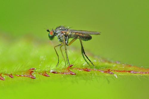 Sympycnus pulicarius